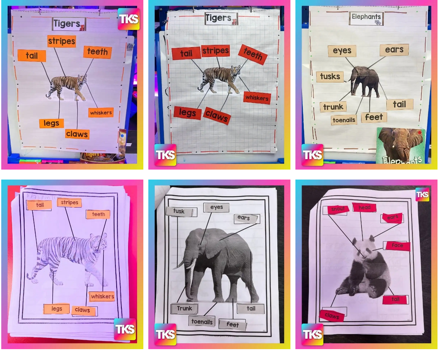 Animals Bundle - Limited Time Only