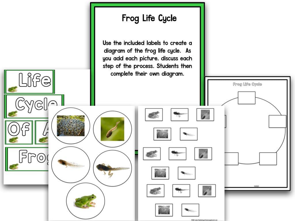 Frogs Research Project