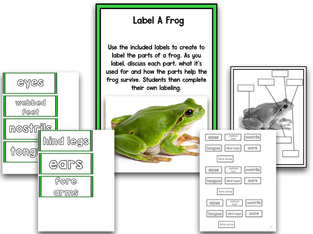 Frogs Research Project