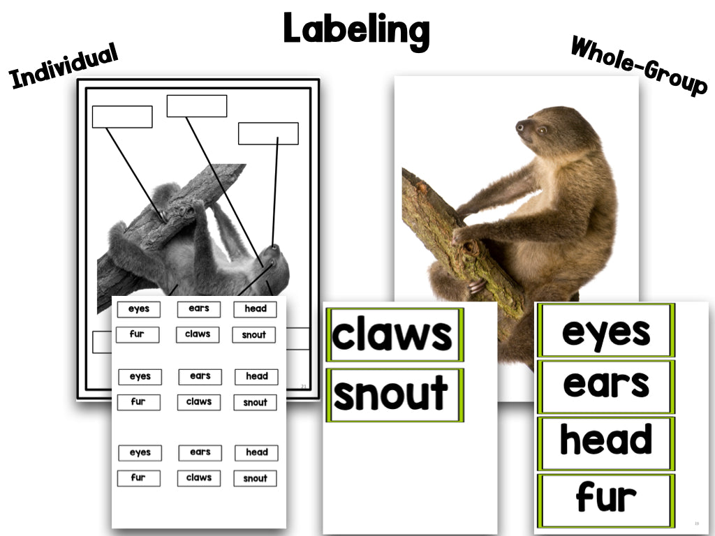 Rainforest Animals Research Project