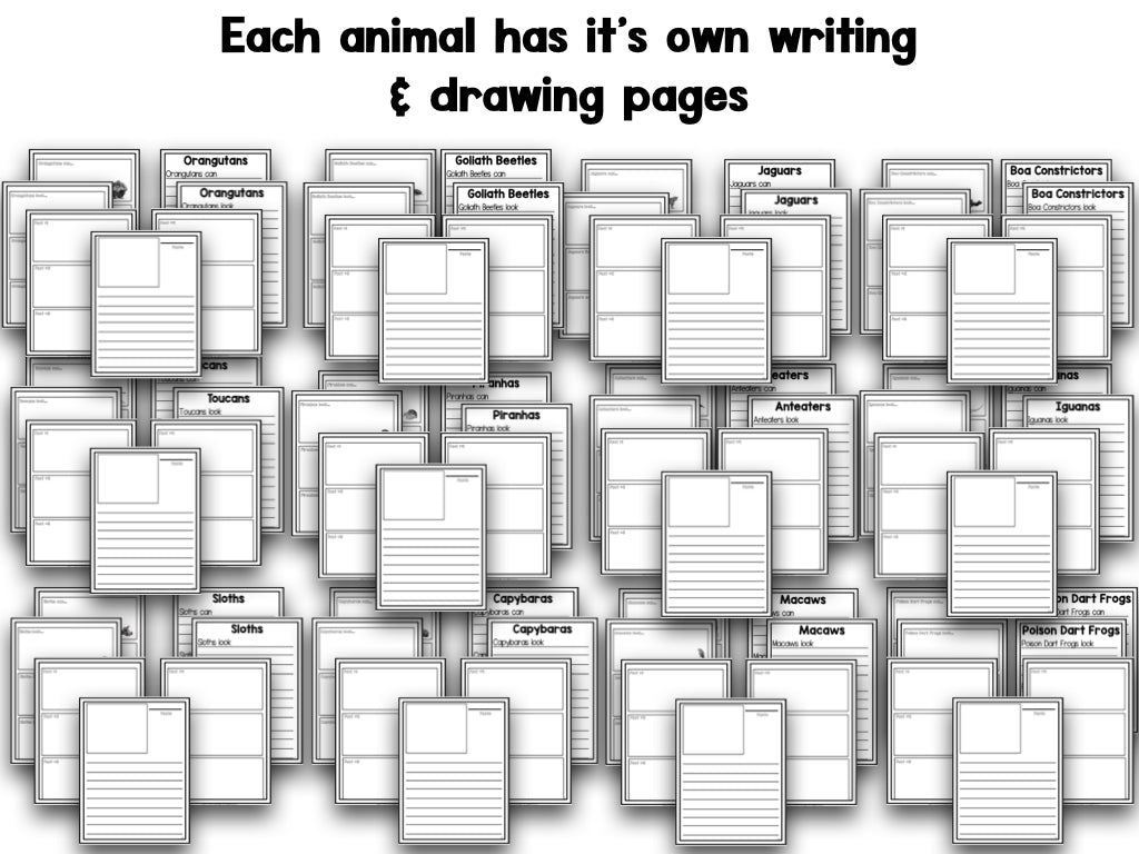 Rainforest Animals Research Project