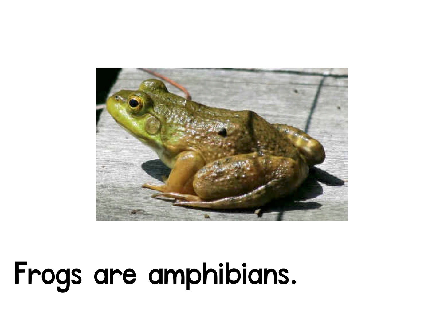 Frogs and Kangaroos Emergent Reader