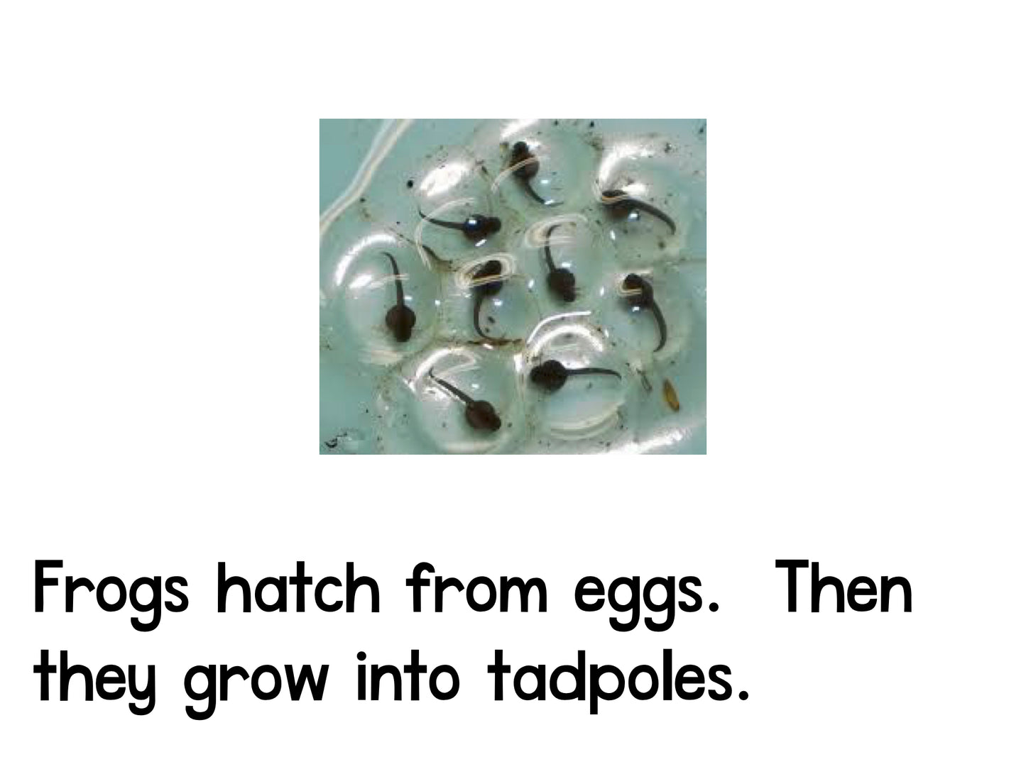 Frogs and Kangaroos Emergent Reader