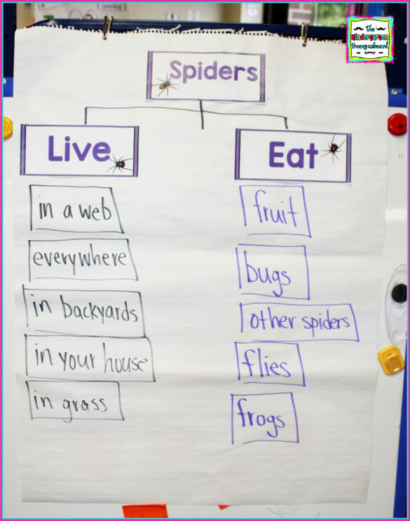Bats & Spiders ONE DAY ONLY Bundle