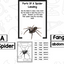 Spiders: A Research and Writing Project PLUS Centers!