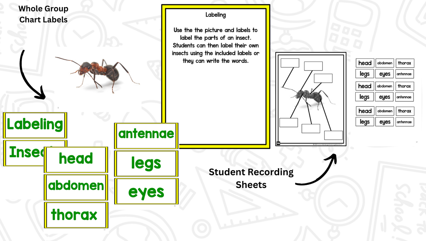 Insects: A Research and Writing Project PLUS Centers!