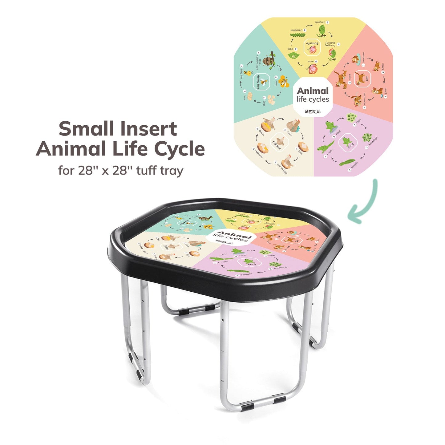 Animal Life Cycles Insert