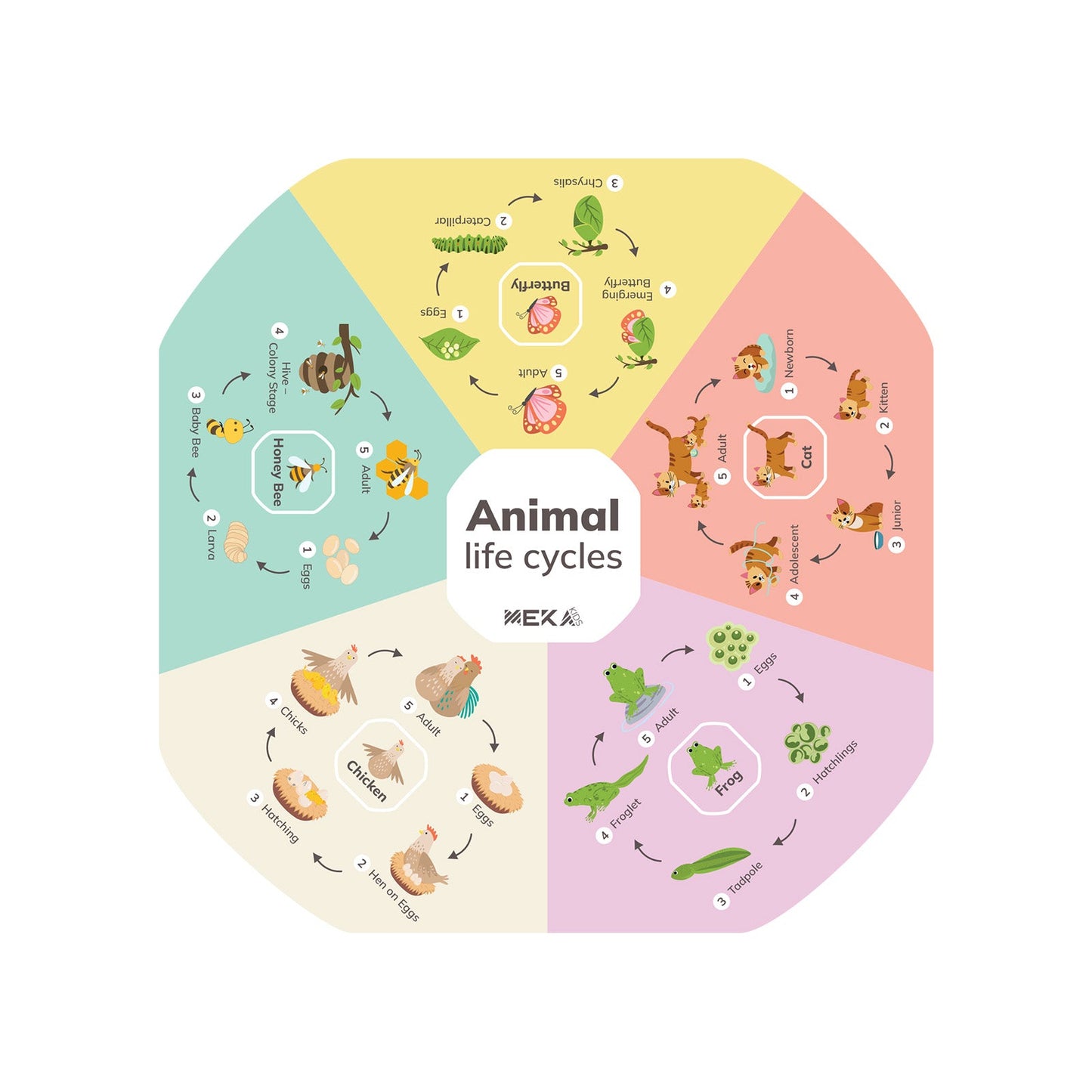Animal Life Cycles Insert