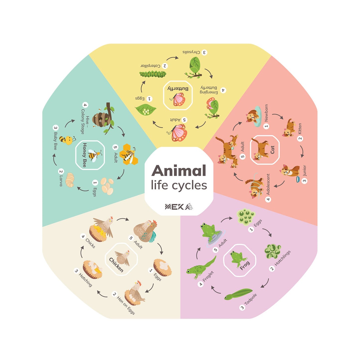 Animal Life Cycles Insert