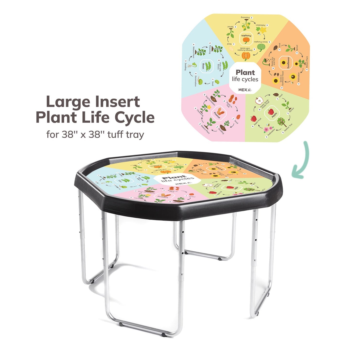 Plant Life Cycles Insert