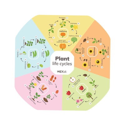Plant Life Cycles Insert