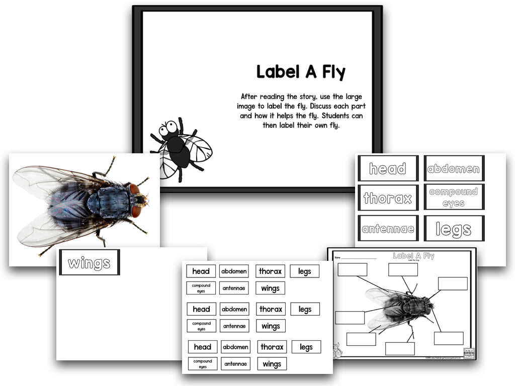 Read It Up! There Was an Old Lady Who Swallowed a Fly