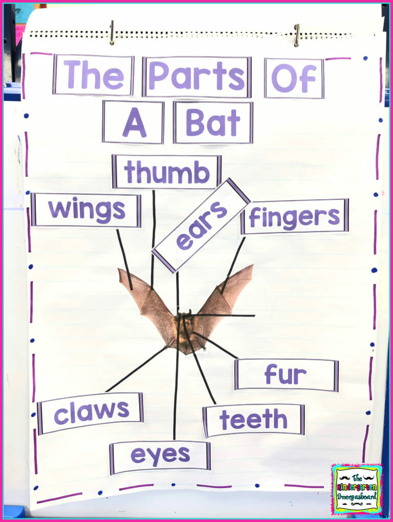 Bats & Spiders ONE DAY ONLY Bundle