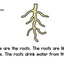 The Parts of a Plant Emergent Reader