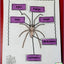 Spiders: A Research and Writing Project PLUS Centers!