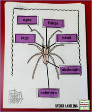 Spiders: A Research and Writing Project PLUS Centers!