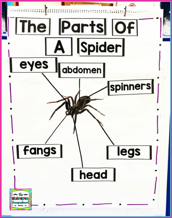 Spiders: A Research and Writing Project PLUS Centers!