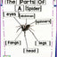 Bats & Spiders ONE DAY ONLY Bundle
